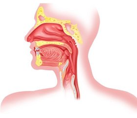 Виды заболеваний верхних и нижних дыхательных путей