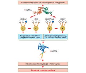 Посттрансляційні модифікації гістонів, що пов’язані з розвитком метаболічно асоційованої жирової хвороби печінки. Частина 2. Метилювання гістонів