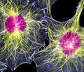 Китайские ученые открыли простой способ создания стволовых клеток