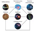 Оцінка нейромодуляторних ефектів при тривалому курсі лікування цитиколіном у пацієнтів з хворобою дрібних судин головного мозку