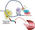 Mechanisms of action of cytoplasmic microRNAs. Part 5. MicroRNA-mediated silencing caused during translation initiation and post-initiation