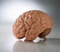 Мозочковий руховий синдром при гострих ізольованих інфарктах мозочка: клінічні прояви, діагностика та лікування