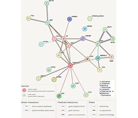 Метаболізмзалежна ендокринна регуляція експресії гена TMPRSS2 (rs12329760): протеомні мережі та функціональні шляхи взаємодії при COVID-19